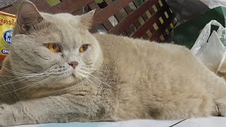 Cats  British Shorthair CATS [upl. by Rahel50]