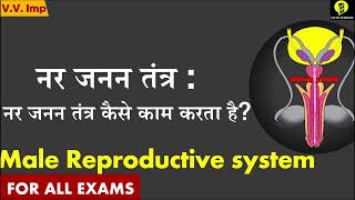 Male reproductive system  नर जनन तंत्र  Science for competitive exams  V Rahul Sir [upl. by Werbel]