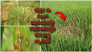 Paddy Blast disease  ಭತ್ತದ ಬೆಂಕಿ ರೋಗ ಸಂಪೂರ್ಣ ಮಾಹಿತಿ  Symptoms amp control measures [upl. by Fiorenza97]