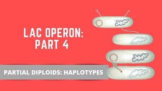 LAC OPERON PART 4 PARTIAL DIPLOIDS [upl. by Namron928]