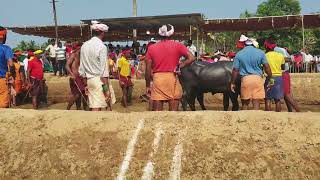 Kambala Start Katapadi Beedu  2024 [upl. by Annaoy]