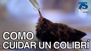 COMO SALVAR UN COLIBRI [upl. by De Witt]