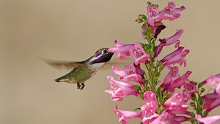 Tips on Growing Penstemons [upl. by Frolick]