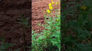 Eco cottage Koraput odisha Koraputodishavlogs [upl. by Araic]