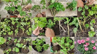 Complete Guide to Caring for Geraniums in November Tips for Growth amp Blooming [upl. by Lauralee]