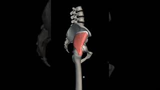 gluteus minimus muscle with origin insertion Nerve supply anatomy mbbs1styear [upl. by Pokorny]