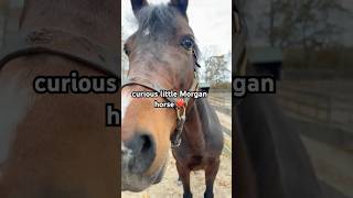 Curious Morgan Horse Comes To Greet Me❤️ shorts [upl. by Dweck]