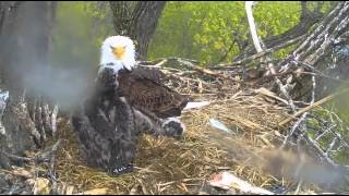 Decorah Eagles Oh No SplatThe Wind  LoL amp Wingersizing 5116 [upl. by Akiram]