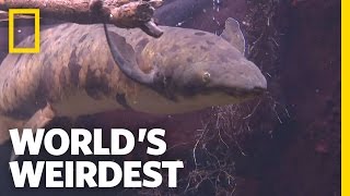 Underground Survivalist Fish  Worlds Weirdest [upl. by Dee Dee]