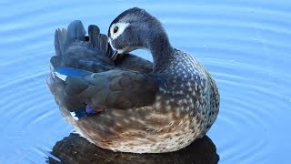 Canard branchu  Carolin  Wood Duck [upl. by Haimaj]