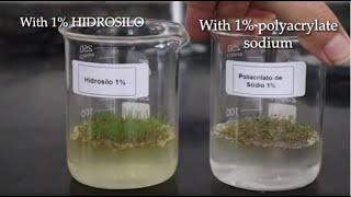 Potassium Polyacrylate HIDROSILO vs Sodium Polyacrylate  Grass Germination Test [upl. by Asfah]