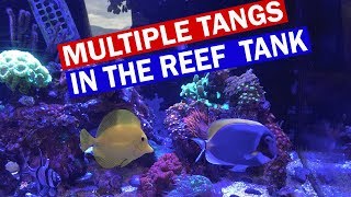 Multiple Tangs in Reef Tank  Dealing with Aggressive Tangs [upl. by Amirak418]