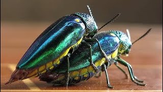 Beetle VS beetle fighting  Insect beetle fight 🪲😱 [upl. by Gytle]