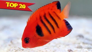 Top 20 Most Beautiful Fishes in the World [upl. by Ynoep]