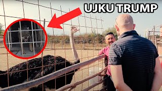 VLOG UJKU I FRIKSHEM NE KOPSHTIN ZOOLOGJIK [upl. by Phelan]