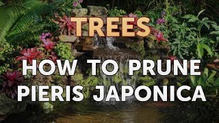 How to Prune Pieris Japonica [upl. by Eelra369]