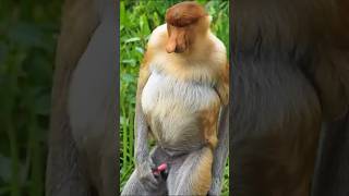 The Enigmatic Proboscis Monkey Unraveling Its Nasal Mysteries monkey shorts animals [upl. by Scriven]