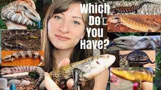 Types Of Blue Tongue Skinks Subspecies [upl. by Rhianna]