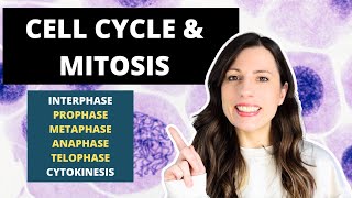 Cell Cycle amp MITOSIS Alevel Biology Prophase Metaphase Anaphase and Telophase [upl. by Cardie]