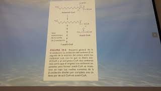 Oxidación de Acidos Grasos [upl. by Enahpad]