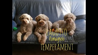 Lagotto Romagnolo temperament [upl. by Adnohser444]