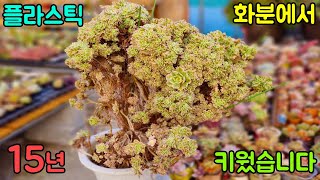 플라스틱 화분에서 15년키운 썬버스트철화 분갈이Aeonium Sunburst cristata [upl. by Islean]