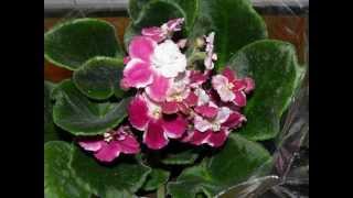 Update African Violet Plants  One Optimara Millennia [upl. by Singleton]