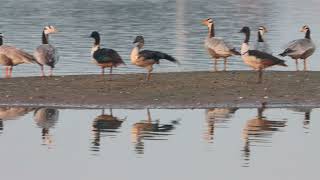 Bar Headed Geese at Motemajra Birding site [upl. by Acinnad]