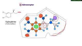 16 Medicinal Chemistry of ANS drugs  Adrenergic Drugs شرح بالعربي [upl. by Celisse]