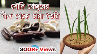 সৌদি খেজুরের বিচি থেকে চারা উৎপাদনখেজুর চাষ পদ্ধতি  Saudi date plant from seed in Bangladesh [upl. by Prissie]