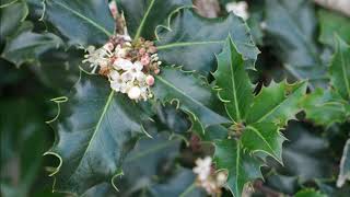 Ilex aquifolium [upl. by Tnecillim918]