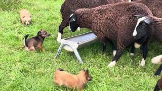 Storm Agnes preparation Horses gallop to shed lambs stampede to food [upl. by Yendys474]