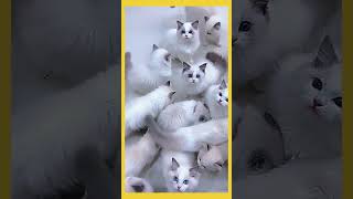 Cute Kitten  Most cute cat Cat lover [upl. by Lohse]