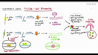 610 Effects of Gene Mutation Sickle Cell Anaemia Cambridge AS amp A Level Biology 9700 [upl. by Chaiken]