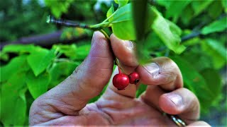 How to Identify and Find the Serviceberry aka Juneberry Tree Identification Guide Fruit Bark Leaves [upl. by Dodd249]