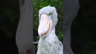 Shoebill Bird 🤯 shorts​ sciencefacts​ facts​ short​ factsfactsinhindi​viralshort [upl. by Ziegler489]