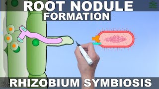 Root Nodule Formation  Mechanism [upl. by Netloc]