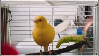 Yellow Male Canary Bird Singing Whistling Training Song [upl. by Llednov469]