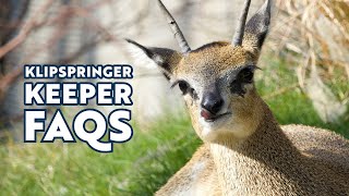 Klipspringer Keeper FAQs [upl. by Atekehs]