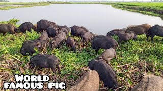 natural animal farmingherdsmans are pig grazing in our wonderful mud naturepeppa pig dikhaiye [upl. by Malamut]