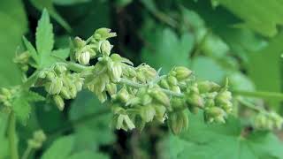 カナムグラHumulus japonicus 04240926ガイコツ山 [upl. by Leoj]