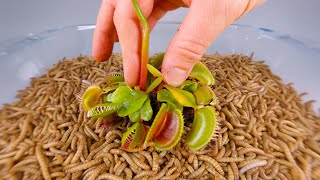 10 000 Mealworms vs VENUS FLYTRAP [upl. by Adnolehs]