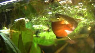 Trichogaster chuna  Honey gourami [upl. by Ri]