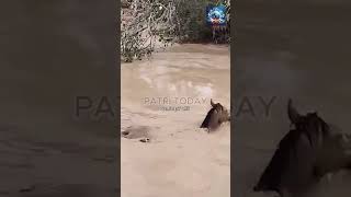 🐎 El increíble rescate de un caballo en Cártama Málaga en plena inundación noticias [upl. by Zoi]