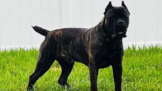 Cane Corso Puppies 4 weeks old Walking and will get names and color collars [upl. by Dougy]