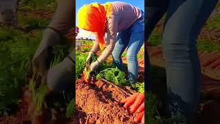 Healing rural lifepickingfruitvegetablerural lifefarmingplantingagricultureenjoy rural life [upl. by Lambart]