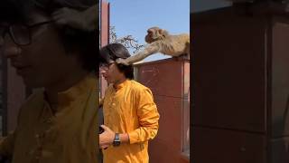 Monkey Chasma Legya 😲 souravjoshivlogs vlog shortsfeed funny monkey [upl. by Atsahc22]