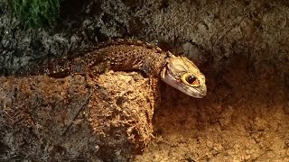 RedEyed Crocodile Skinks Tribolonotus gracilis  RotaugenBuschkrokodile RotaugenHelmskinke [upl. by Nadaha]