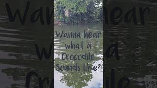 Crocodile sounds [upl. by Eniledam]