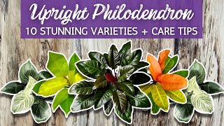 10 STUNNING Upright Philodendron Varieties  SelfHeading Philodendron  Terrestrial Philodendron [upl. by Innob]